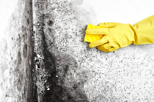 Best Post-Flood Mold Remediation in Sargent, TX