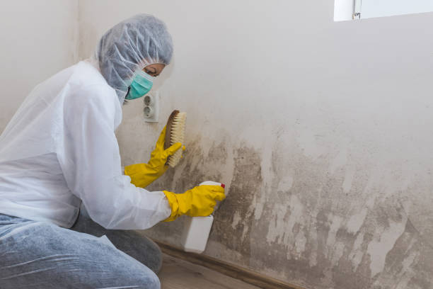 Best Attic Mold Remediation in Sargent, TX