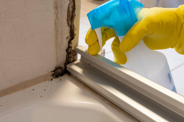 Best Residential Mold Remediation in Sargent, TX