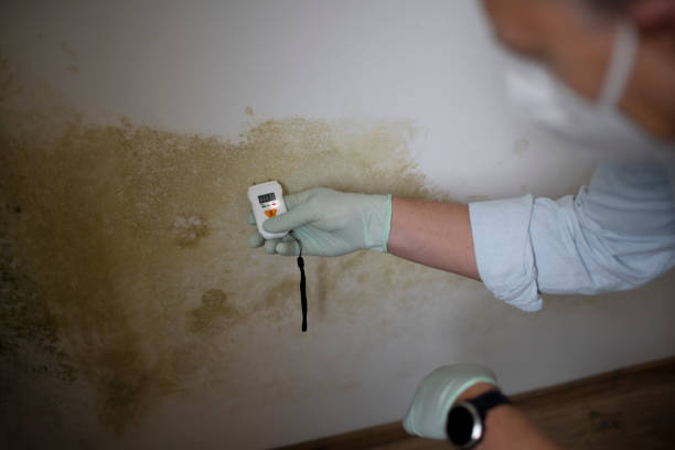 Best HVAC Mold Remediation in Sargent, TX