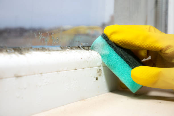 Best Mold Testing and Inspection Services in Sargent, TX