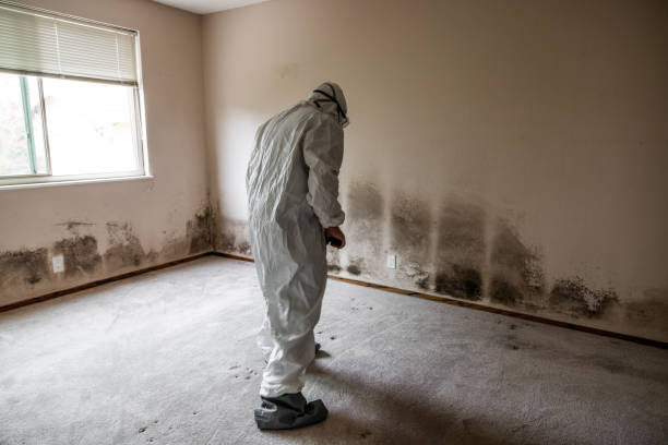 Best White Mold Remediation in Sargent, TX